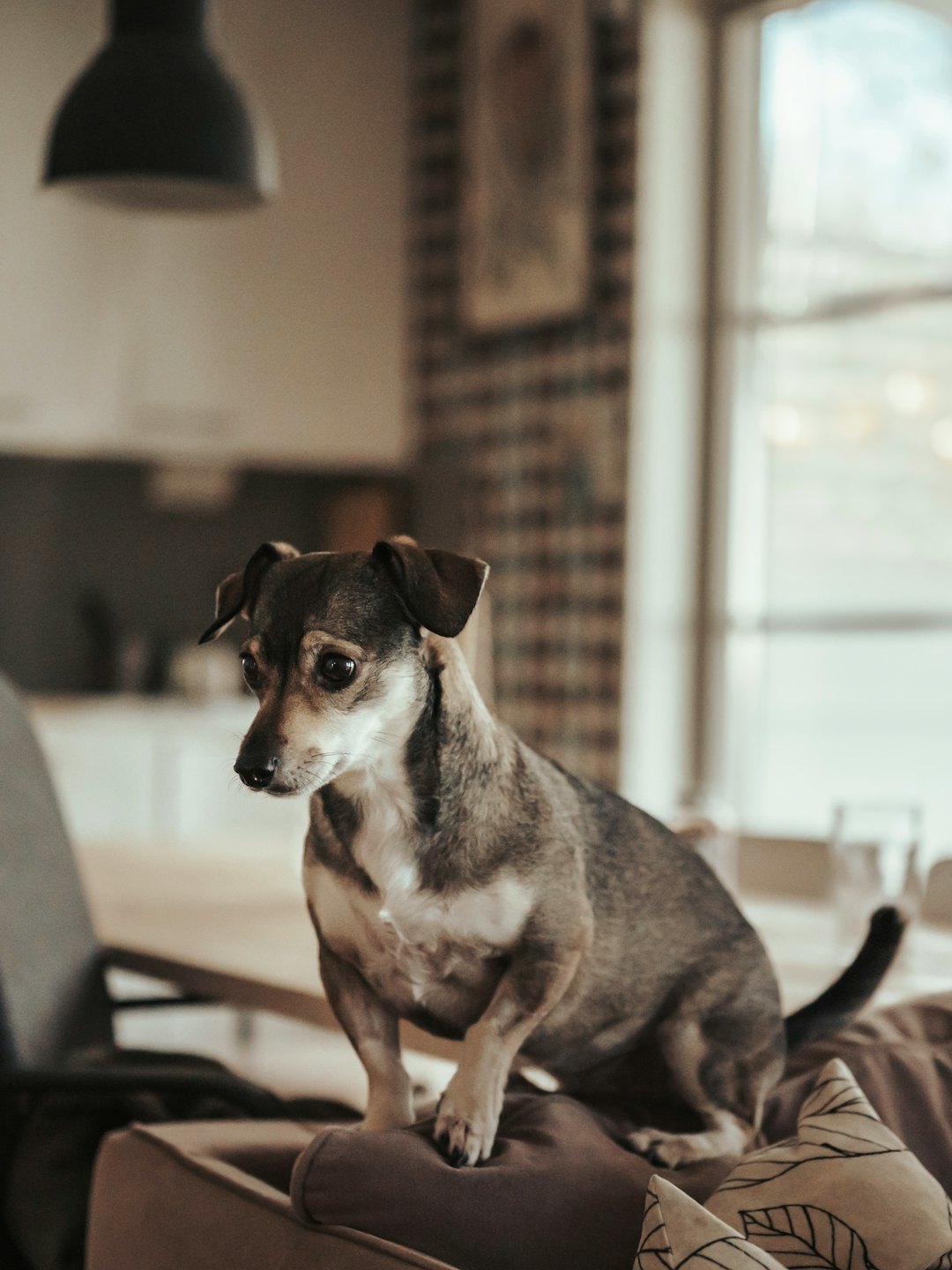 Ein Hund sitzt aufmerksam auf der Armlehne eines gepolsterten Stuhls im Innenbereich.