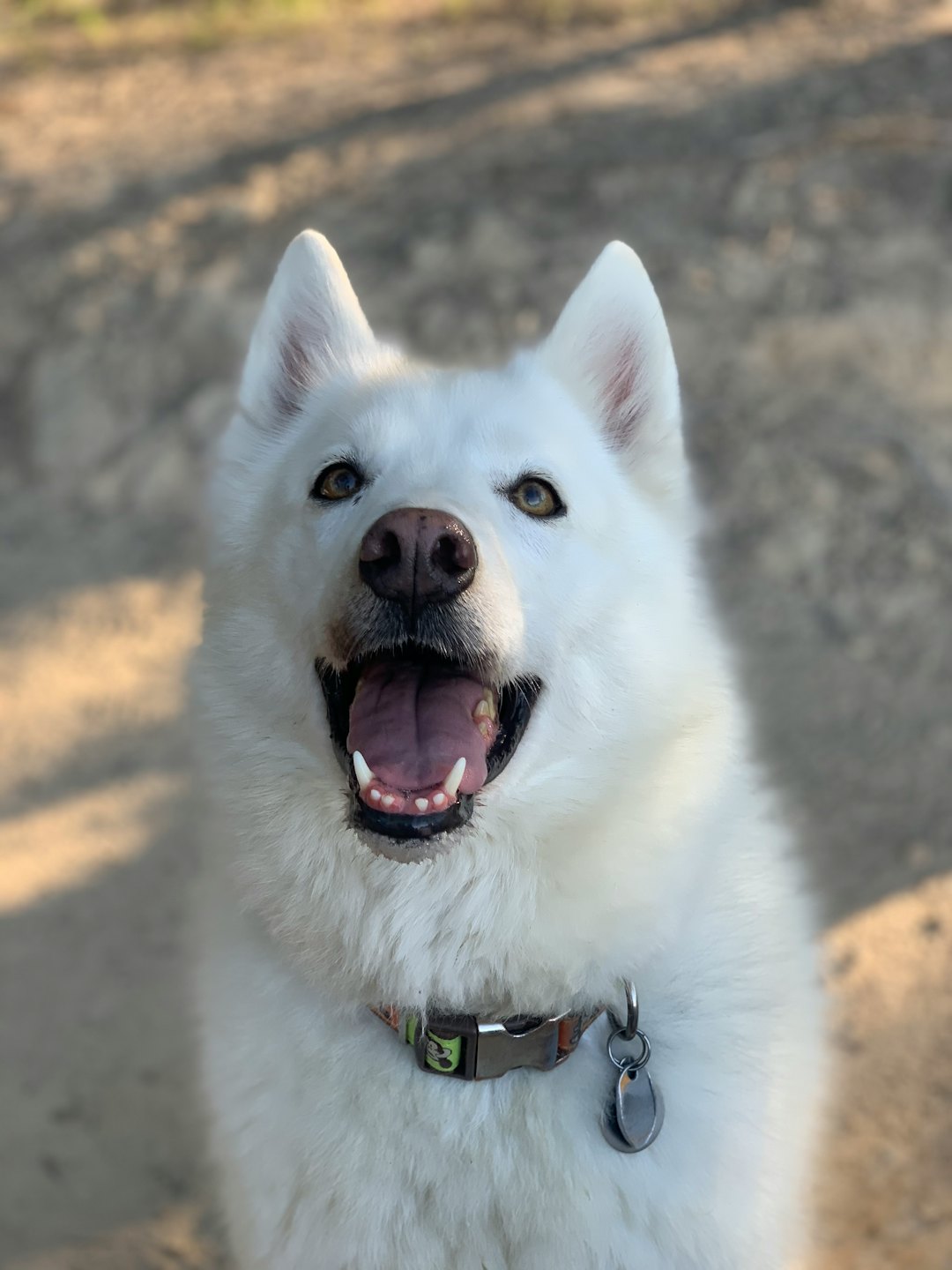 Glücklicher Hund mit gelben Augen, der hechelnd nach oben schaut.