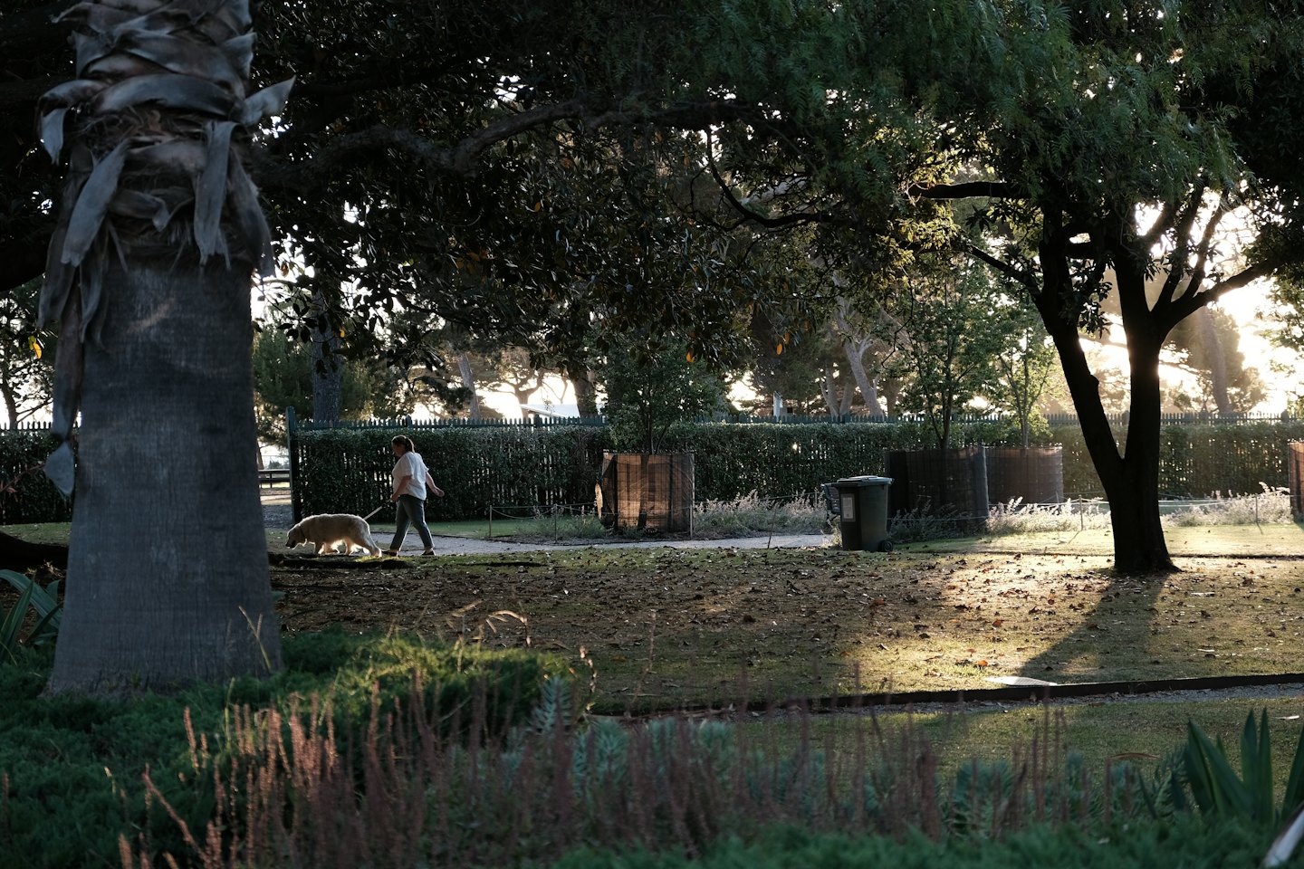 Person geht mit einem hellen Hund auf einem Parkweg spazieren.