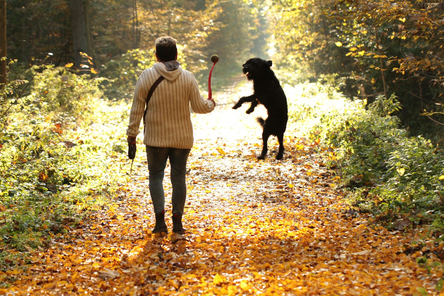 Eine Person geht durch Herbstlaub und spielt mit ihrem Hund.