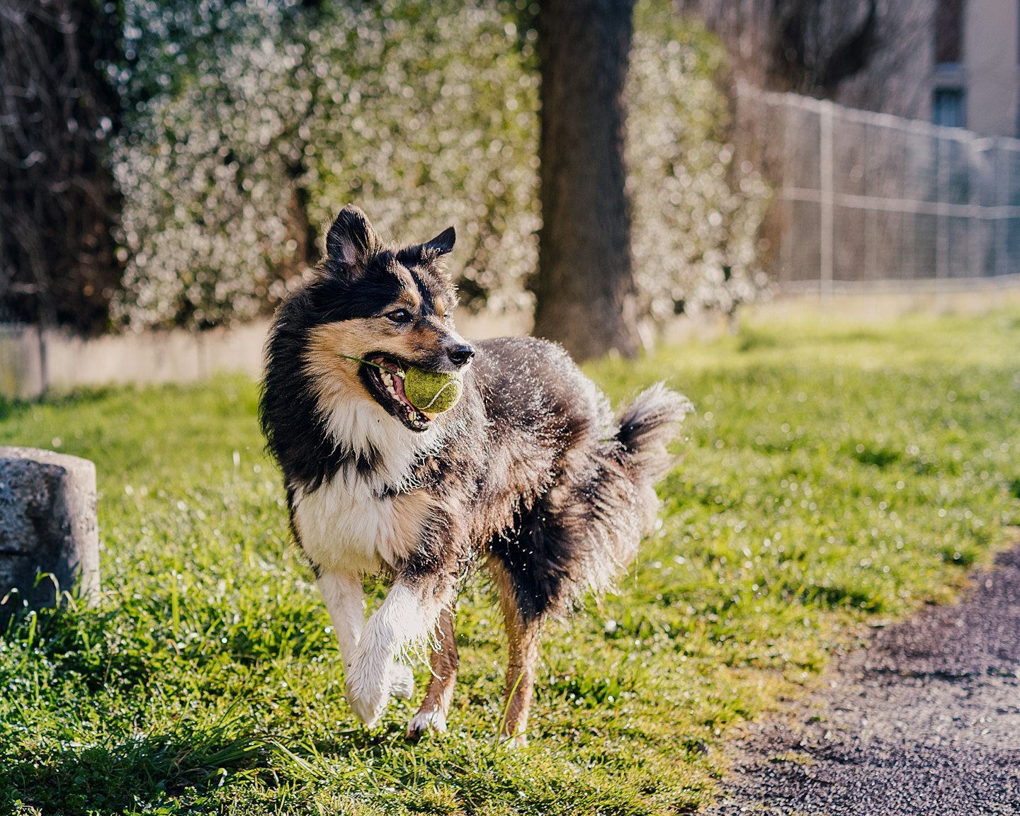 Dreifarbiger Hund rennt mit einem Ball im Maul durch einen Park mit Gras.
