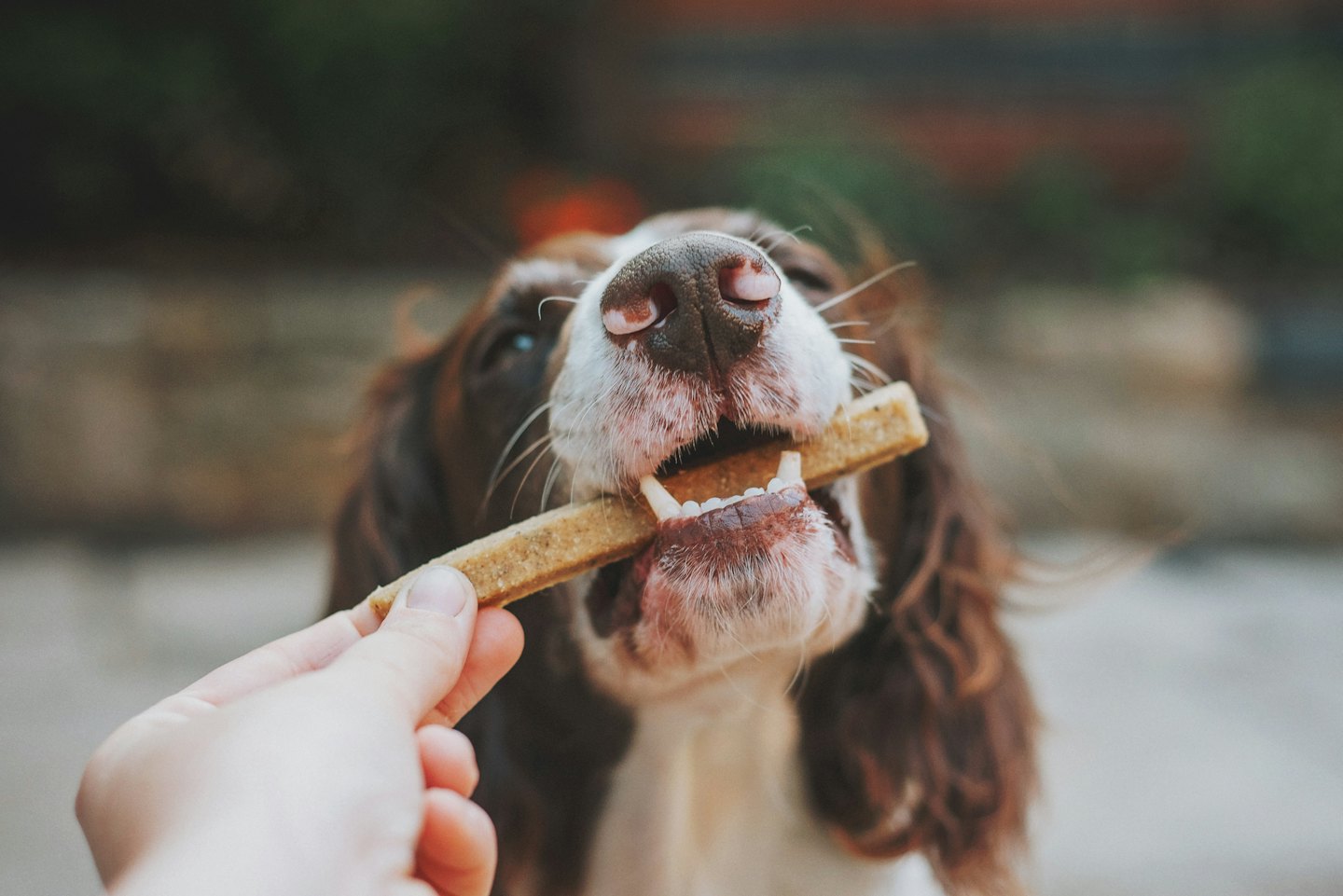 Ein Spaniel-Hund nimmt einen Leckerbissen aus der Hand einer Person.