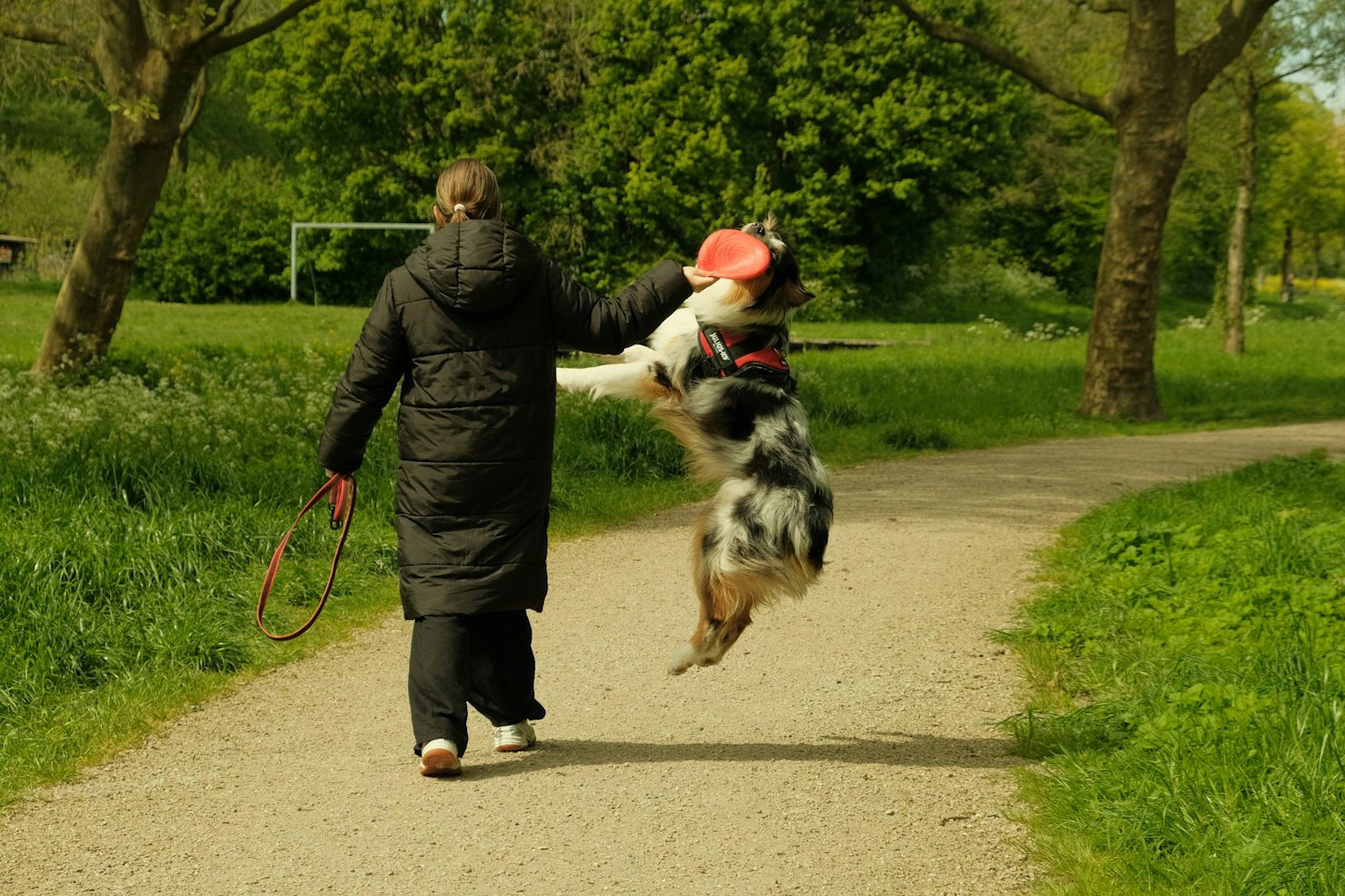 Eine Person geht auf einem Schotterweg und spielt mit einem springenden Hund.