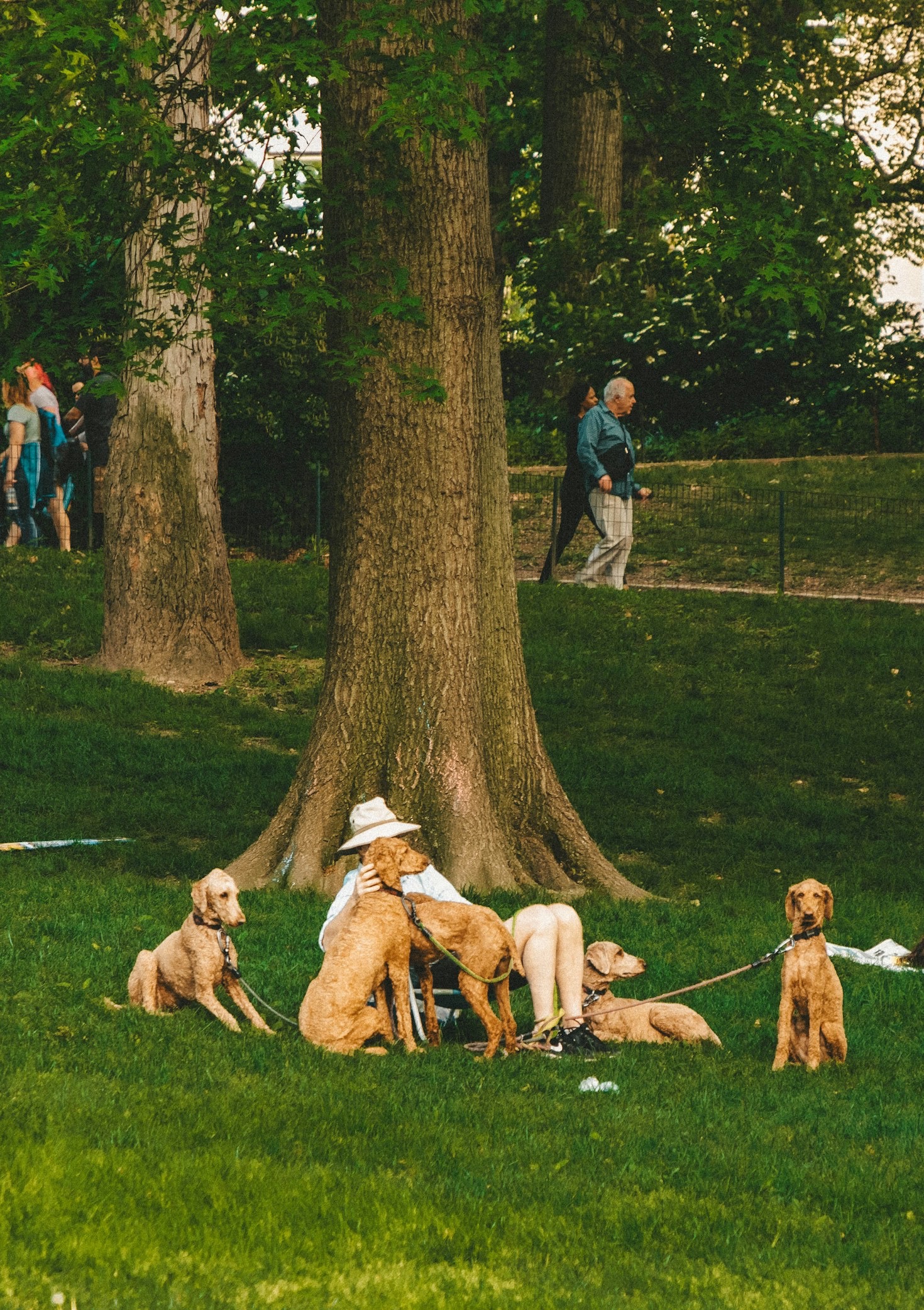 Die besten Denkspiele für Hunde an regnerischen Tagen